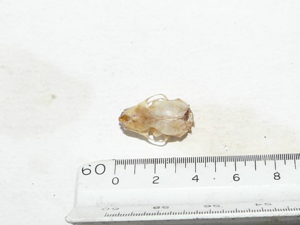 DORSAL DORSAL